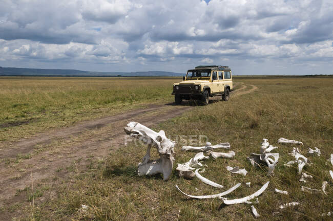 Jeep in direzione dello scheletro di Ippopotamo, Masai Mara National — Foto stock
