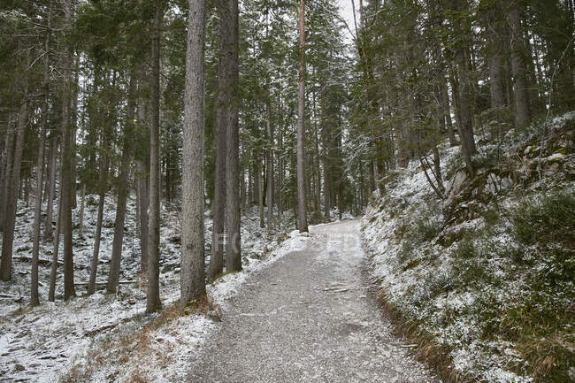Sentiero forestale innevato, Zugspitze, Baviera, Germania — Foto stock
