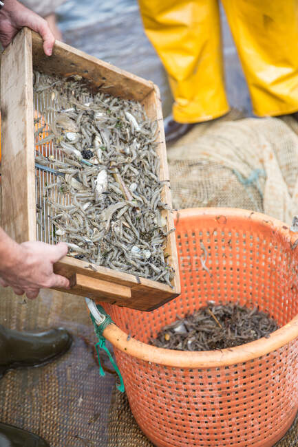 Pescadores de camarones con captura, Oostduinkerke, Bélgica - foto de stock