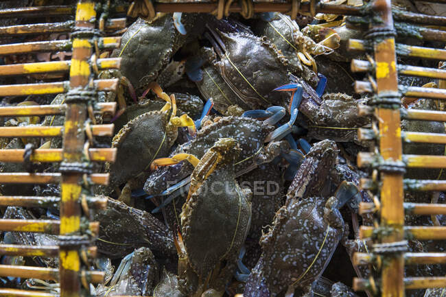 Blue crabs (Callinectes sapidus) in basket overhead view, Kep, K — Stock Photo