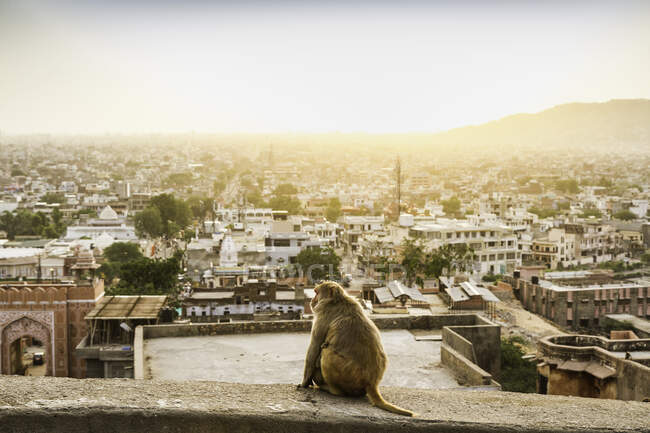 Mono mirando la vista elevada desde el templo del sol, Jaipur, Rajasth - foto de stock