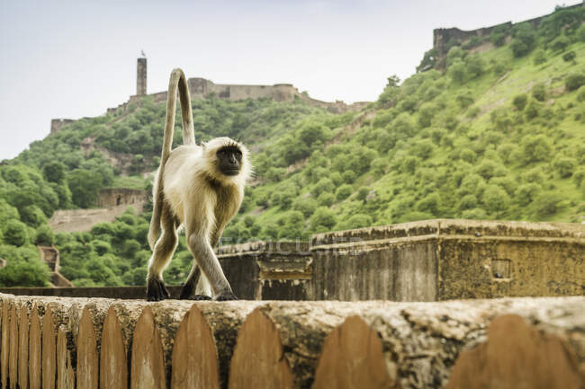 Affe, Bernstein-Festung, Jaipur, Rajasthan, Indien — Stockfoto