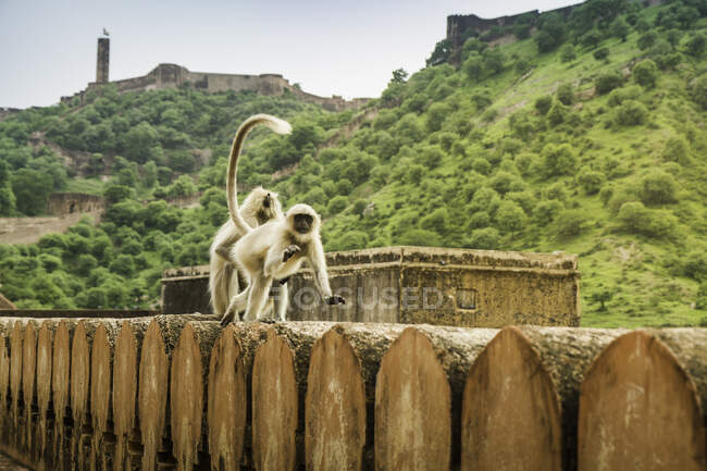 Monkeys, Amber fort, Jaipur, Rajasthan, India — Stock Photo