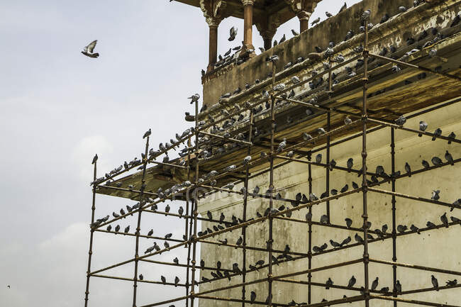 Птицы на строительных лесах, Красный Форт, Дели, Индия — стоковое фото