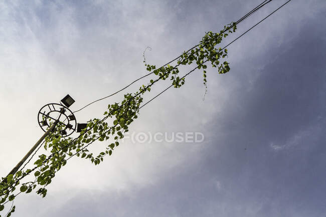 Climbing plant growing on telephone wire, low angle view, Delhi, — Stock Photo