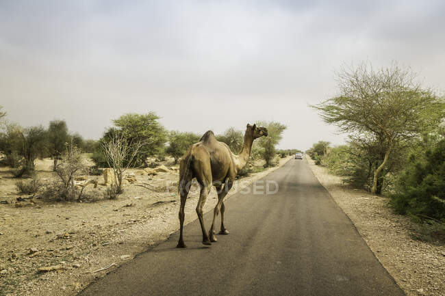 Vista posteriore di cammello che cammina lungo la strada, Thar deserto, Jaisalmer, R — Foto stock