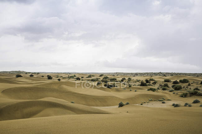 Пустеля Тар, Джайсальмер, Раджастхан, Індія — стокове фото
