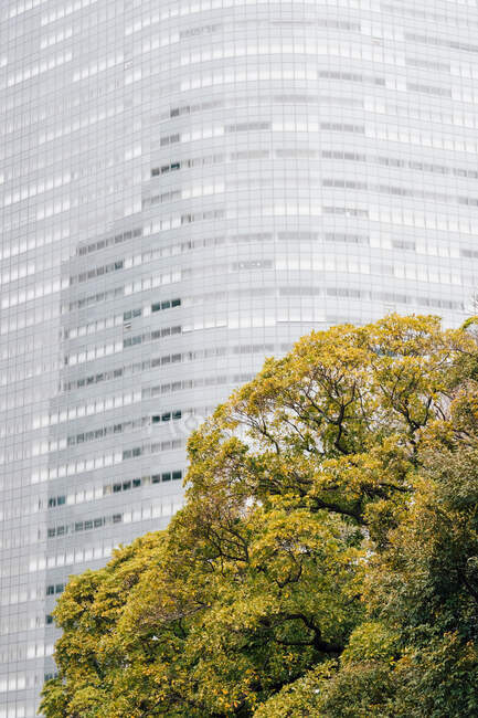 Árvore contra fachada de edifício alto, Tóquio, Japão — Fotografia de Stock
