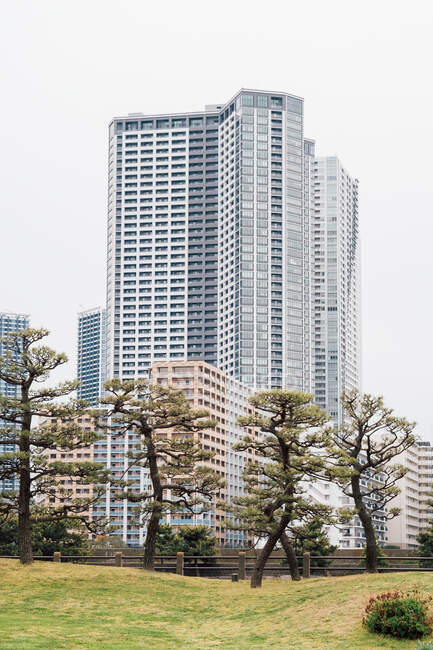 Grandes árboles de Bonsai en el parque, edificios de gran altura en el fondo, T - foto de stock