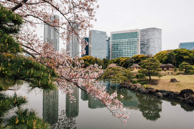 Flor de cerejeira árvores por lago, edifícios altos no fundo, — Fotografia de Stock