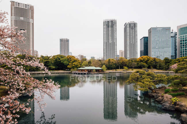 Cherry blossom trees by lake, high-rise buildings in background, — Stock Photo
