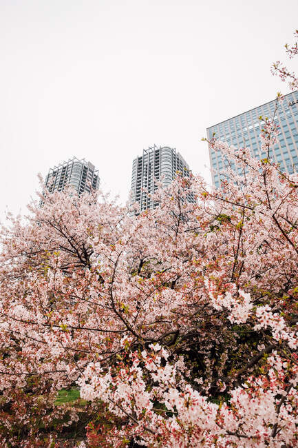 Cherry blossom tree with high-rise buildings in background, Toky — Stock Photo