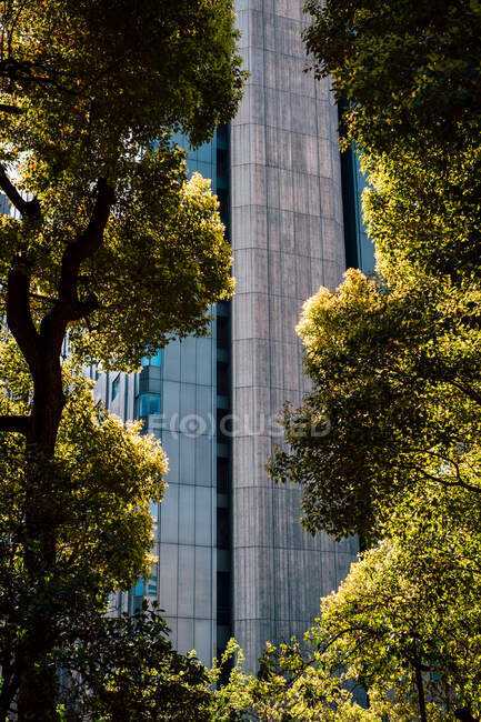 Дерева проти фасаду висотних будівель, Токіо, Японія. — стокове фото