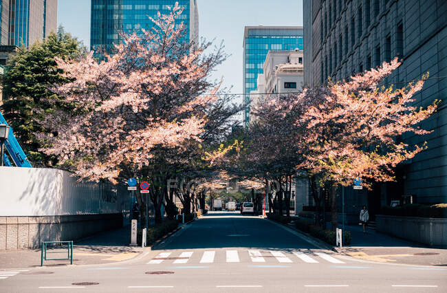 Straßenszene in der Stadt mit Kirschblütenbäumen auf Bürgersteigen, Tokio, — Stockfoto