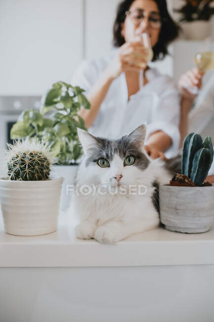 Жінка з коричневим волоссям в окулярах стоїть на кухні, білий кіт лежить на прилавку, дивлячись на камеру . — стокове фото