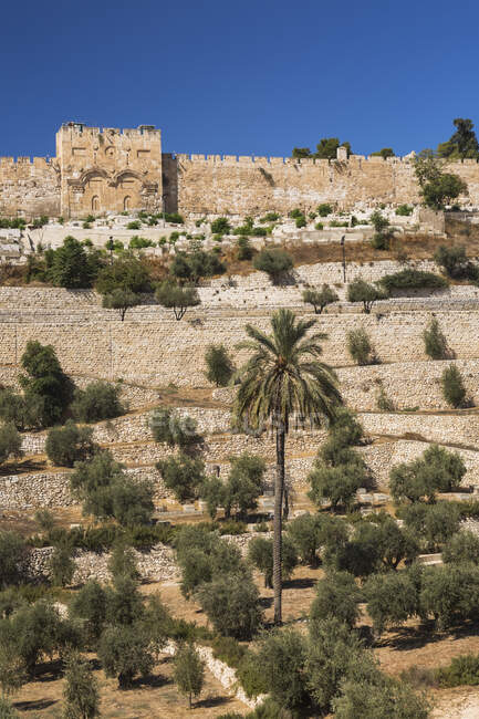 Cemitério com oliveiras e muralha de pedra fortificada com Golden Gate, Cidade Velha de Jerusalém, Israel. — Fotografia de Stock