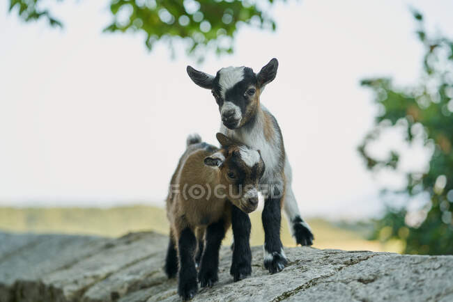 Due giovani capre, Elcarte, Spagna — Foto stock