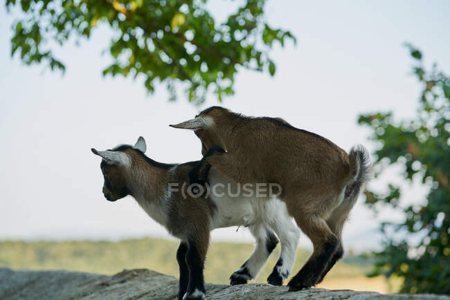 Dos cabras jóvenes, Elcarte, España - foto de stock