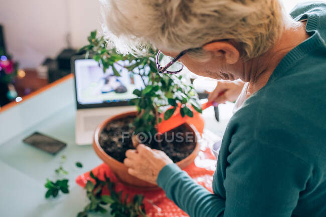 Mujer que cuida del bonsái - foto de stock