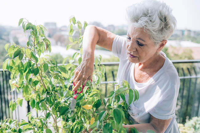 Женщина садоводства на своем балконе — стоковое фото