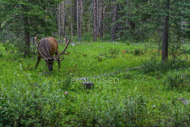 Wapiti dans le parc national Banff, Alberta, Canada — Photo de stock