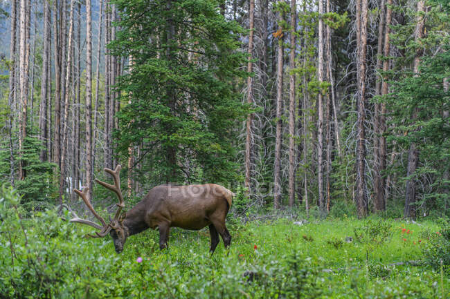 Elk in Banff National Park, Alberta, Canada — стокове фото