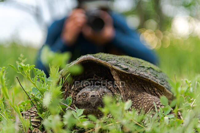 Черепаха і фотограф на задньому плані (Онтаріо, Канада). — стокове фото