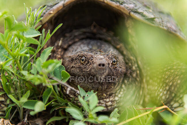 Primer plano de la tortuga, Ontario, Canadá - foto de stock