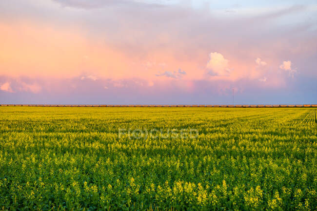 Sunset over field, train passing on horizon, Ontario, Canada — Stock Photo