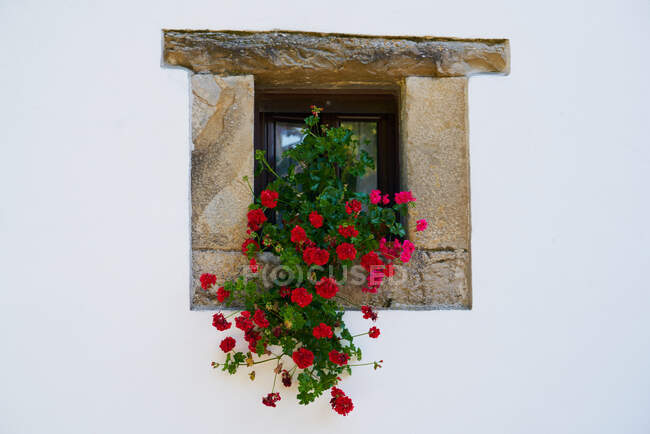 Planta con flores rojas en repisa de ventana - foto de stock