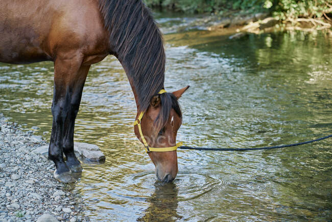 Pferd trinkt aus Fluss — Stockfoto