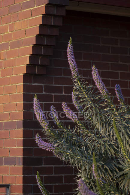 Purple flowers growing by building — Stock Photo