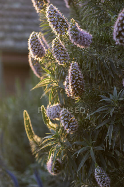Рослина з фіолетовими квітами вдень сонячне світло — стокове фото