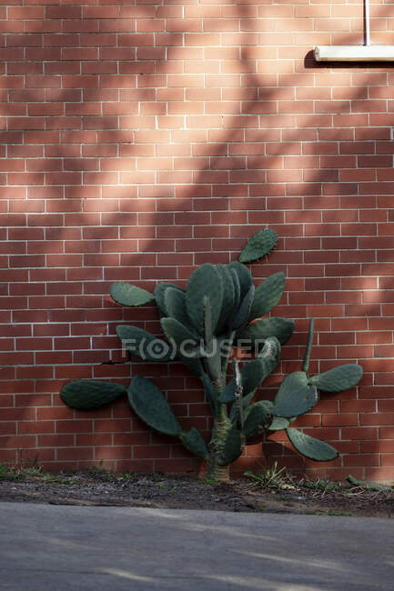 Cactus creciendo en el lado del edificio - foto de stock