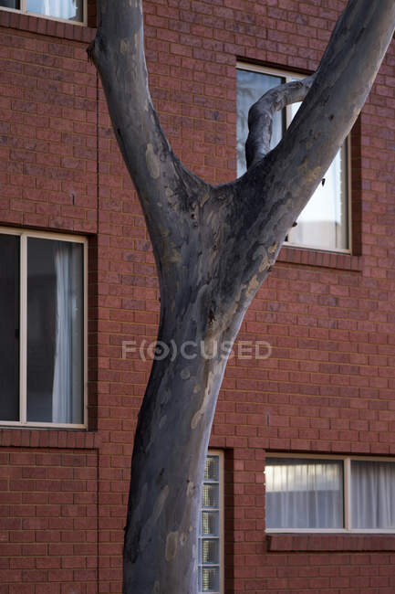 Gummibaum vor einem Gebäude mit Fenstern, Melbourne, Australien — Stockfoto