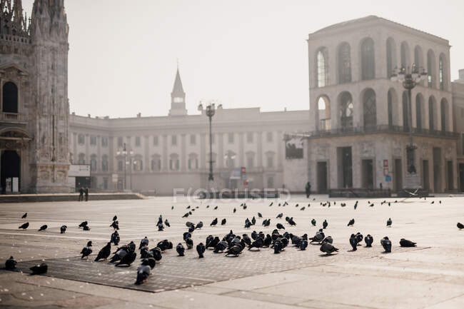 Tauben auf der ruhigen Piazza del Duomo im Jahr 2020 Covid-19 Lockdown, — Stockfoto