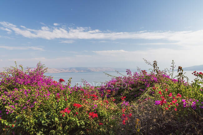 Цветы фиолетового и красного бугаинвиллеи в саду с видом на море Галилее и Голанские высоты у церкви Беатитуд, гора Беатитуд, регион моря Галилее, Израиль — стоковое фото