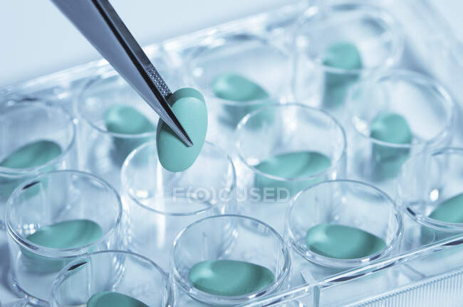 Tweezers holding pill over multi-well dish — Stock Photo