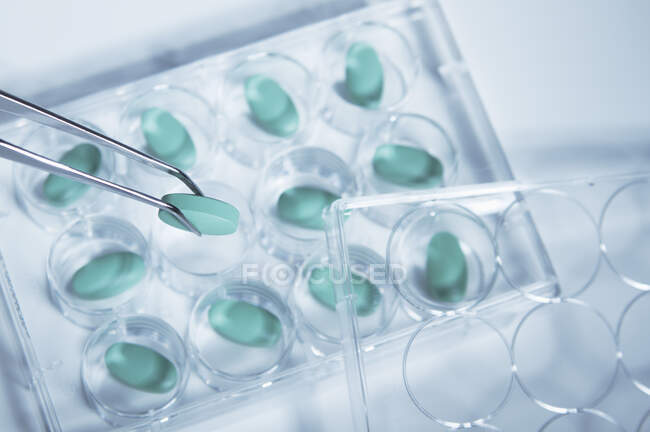 Pinzette che tengono pillola su multi-bene piatto — Foto stock