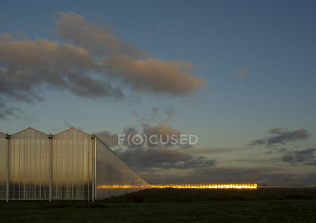Greenhouses in the Netherlands at dawn — Stock Photo