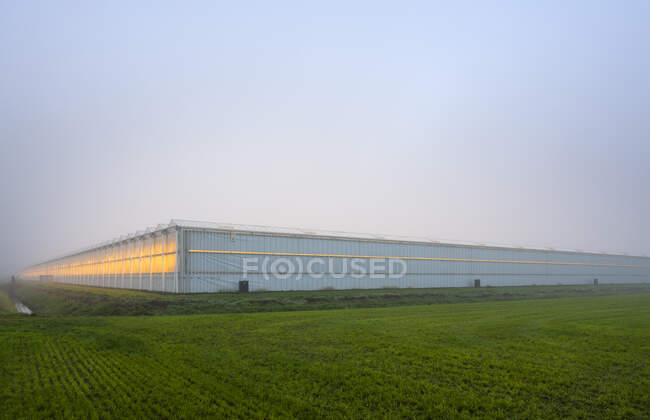 Greenhouses in the Netherlands on a foggy morning — Stock Photo