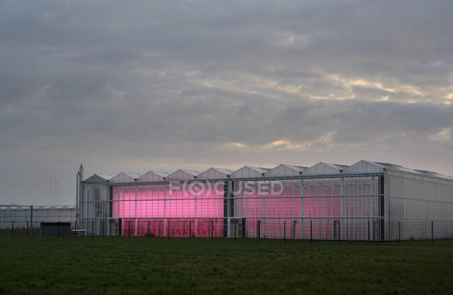 Invernadero con iluminación led experimental, temprano en la mañana - foto de stock
