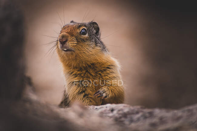 Ground Squirrel at Bugaboo Provincial Park, Alberta, Canada — стокове фото