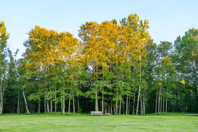 Parco con alberi, Ontario, Canada — Foto stock