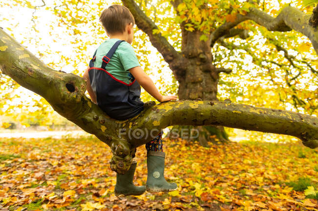 Niño sentado en la rama de árbol - foto de stock
