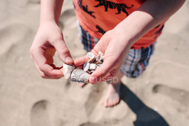 Мальчик держит ракушки на пляже, близко. — стоковое фото