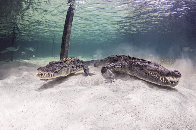 Crocodilos americanos subaquáticos, Chinchorro Banks, México — Fotografia de Stock