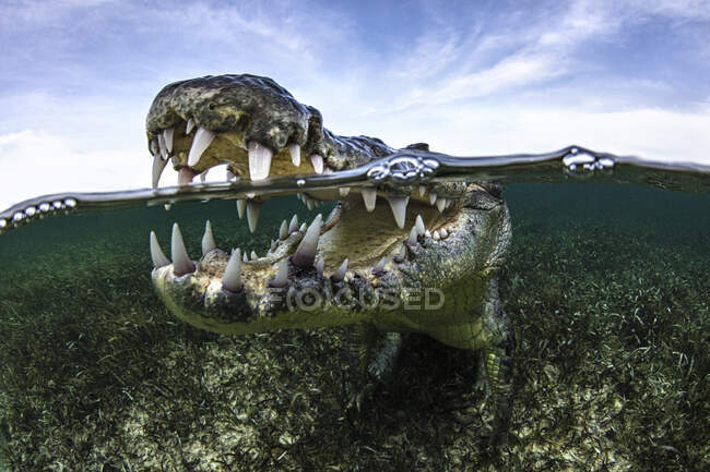Відкритий рот американського крокодила у воді, Чінкориро Бенкс, Мекс — стокове фото