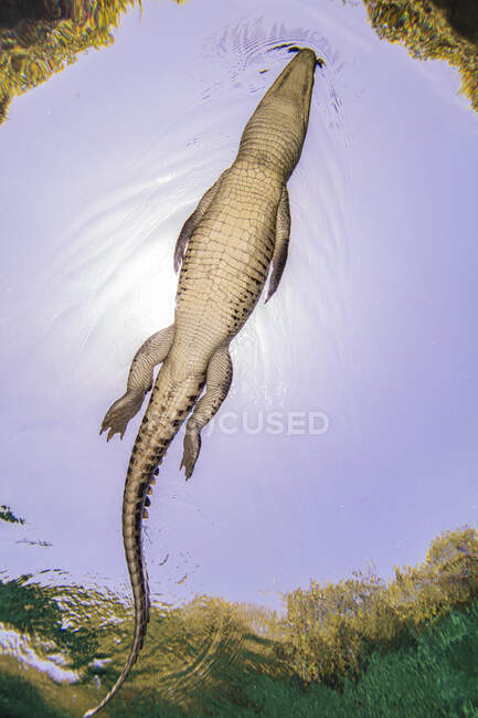 Vista ad angolo basso del coccodrillo americano in Chinchorro Banks, Messico — Foto stock