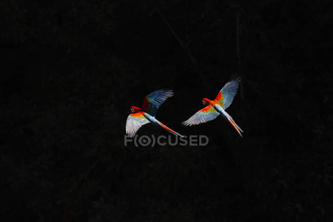 Brazil, Mato Grosso Do Sul, Jardim, Scarlet macaws (Ara Macao) in flight — стокове фото